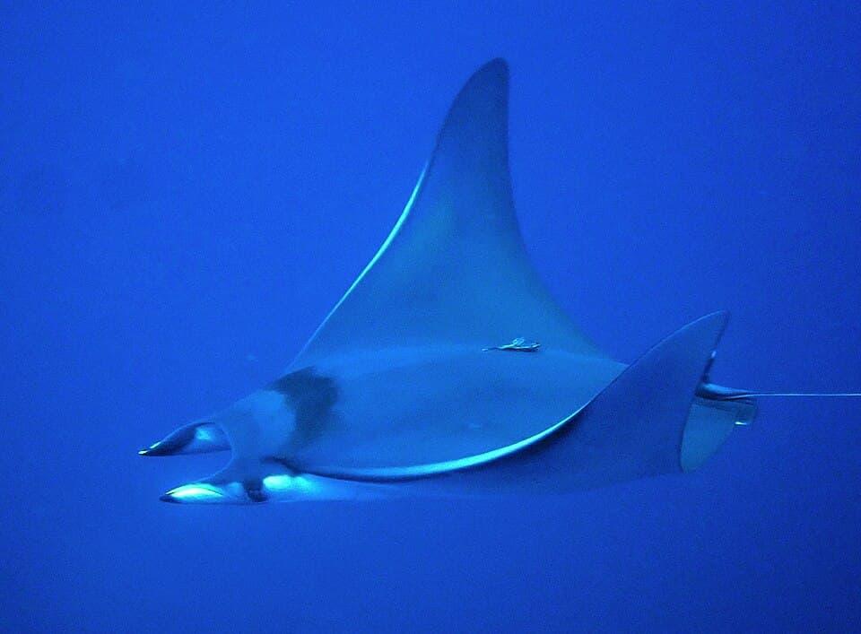 ภาพประกอบของ ปลา thurstoni (Mobula thurstoni)
