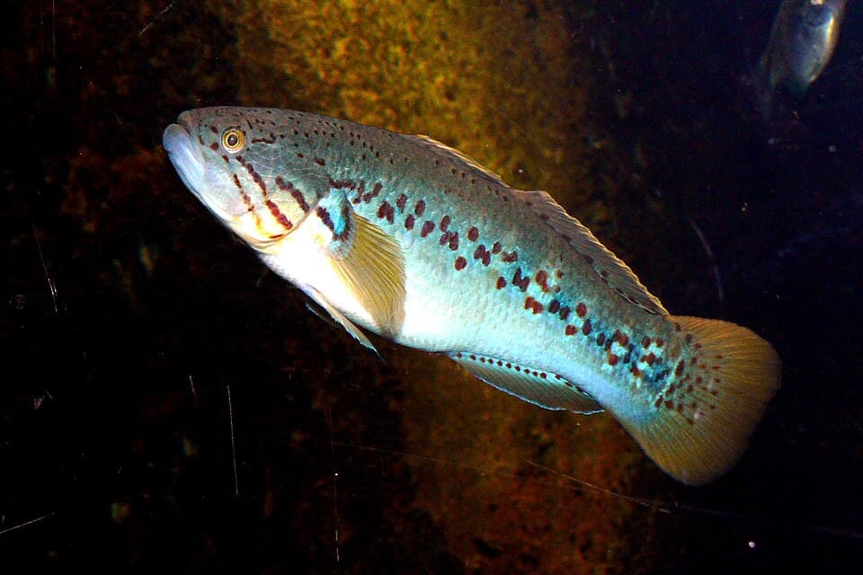 ภาพประกอบของ ปลา adspersa (Mogurnda adspersa)