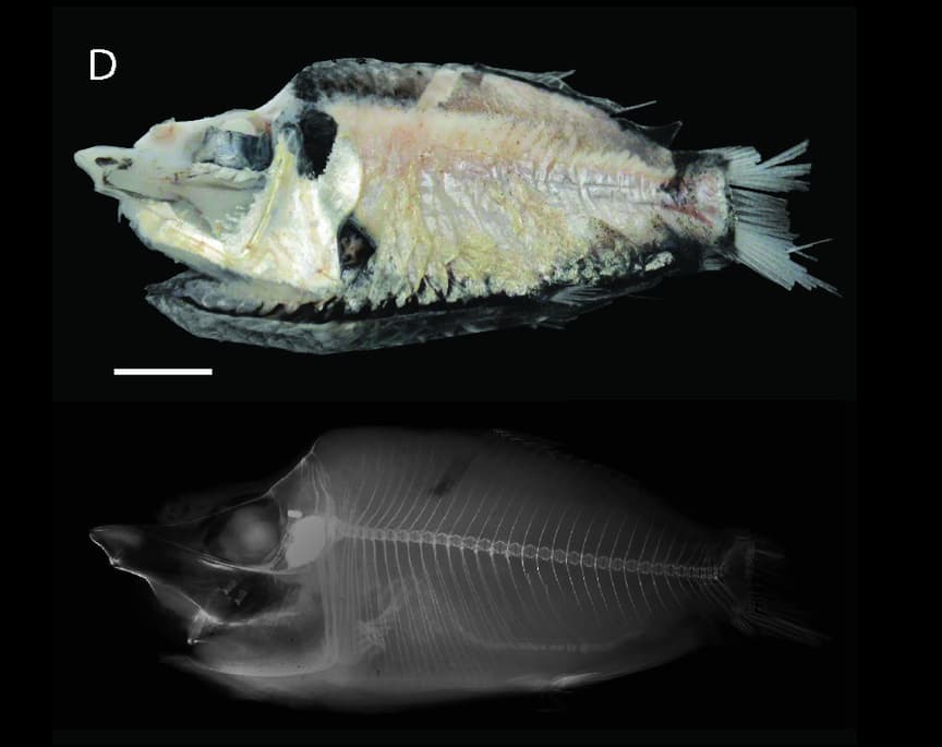 ภาพประกอบของ ปลา griseus (Monacoa griseus)