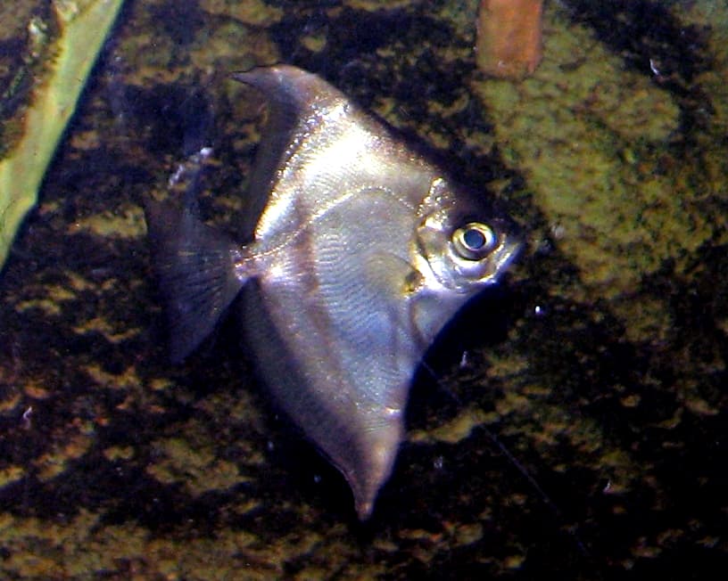 ภาพประกอบของ ปลา sebae (Monodactylus sebae)