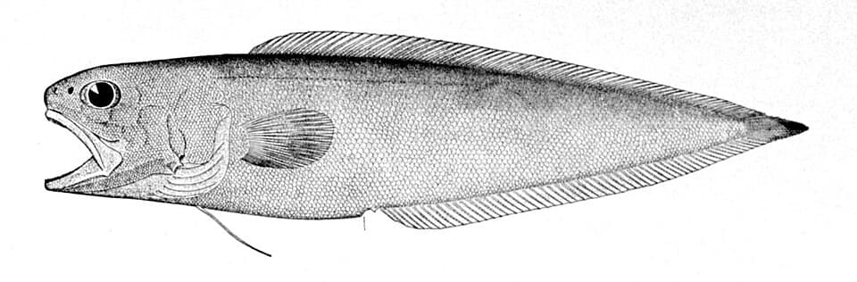 ภาพประกอบของ ปลา agassizii (Monomitopus agassizii)