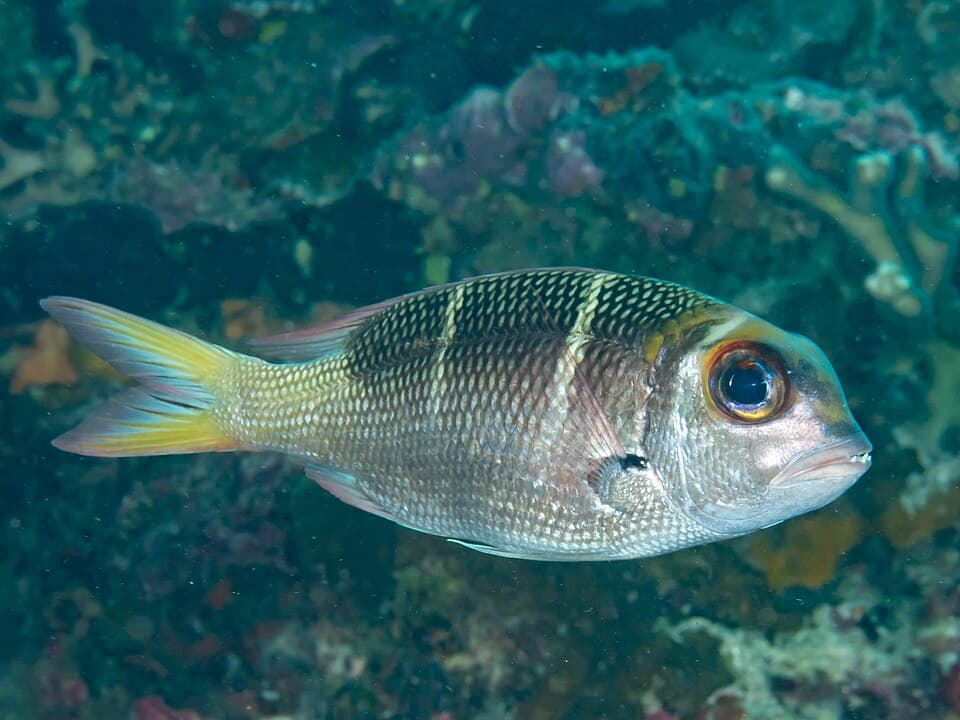 ภาพประกอบของ ปลา heterodon (Monotaxis heterodon)