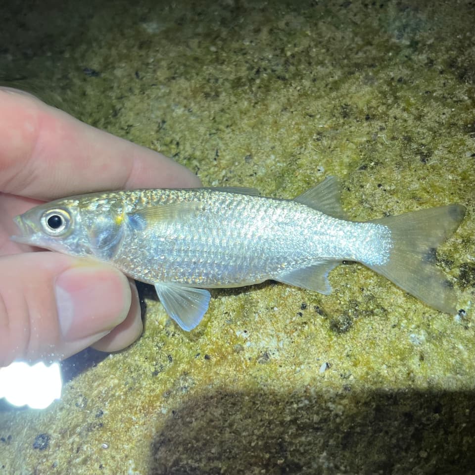 ภาพประกอบของ ปลา trichodon (Mugil trichodon)