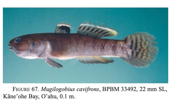 ภาพ ปลาบู่ขอบครีบขาว (Mugilogobius cavifrons)