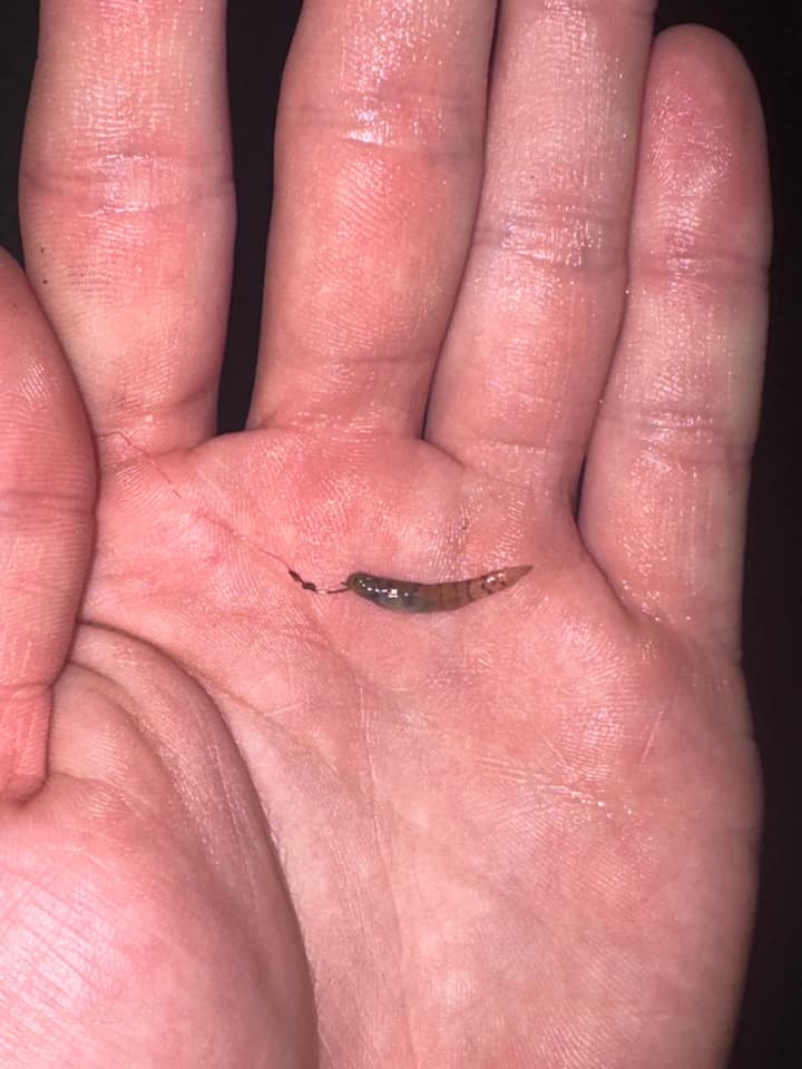 ภาพ ปลาบู่จุล (Mugilogobius chulae)