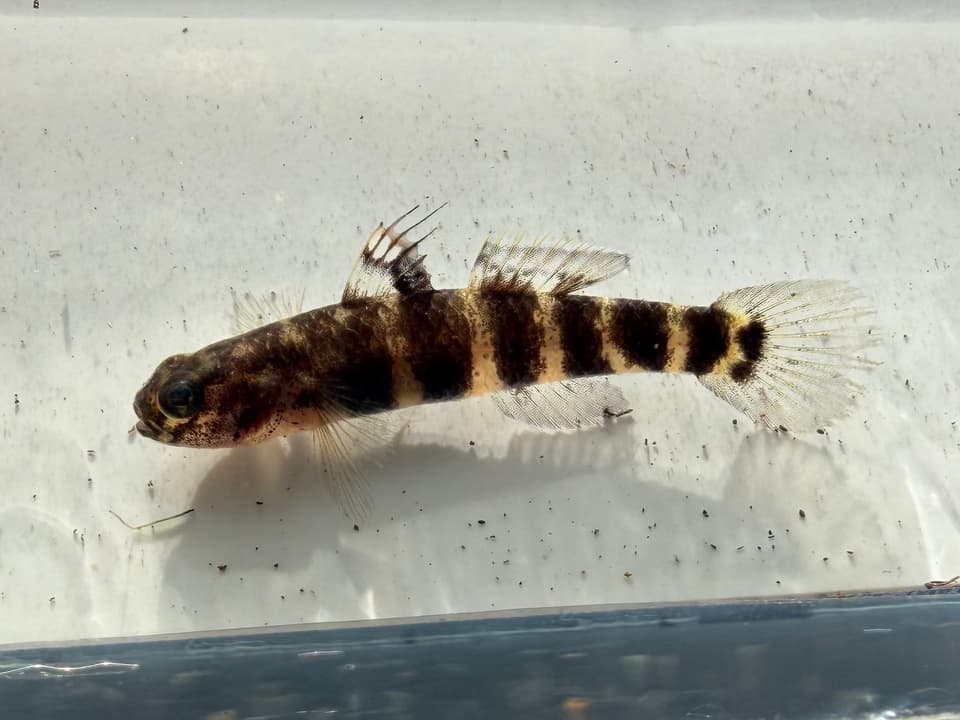 ภาพประกอบของ ปลาบู่ fasciatus (Mugilogobius fasciatus)