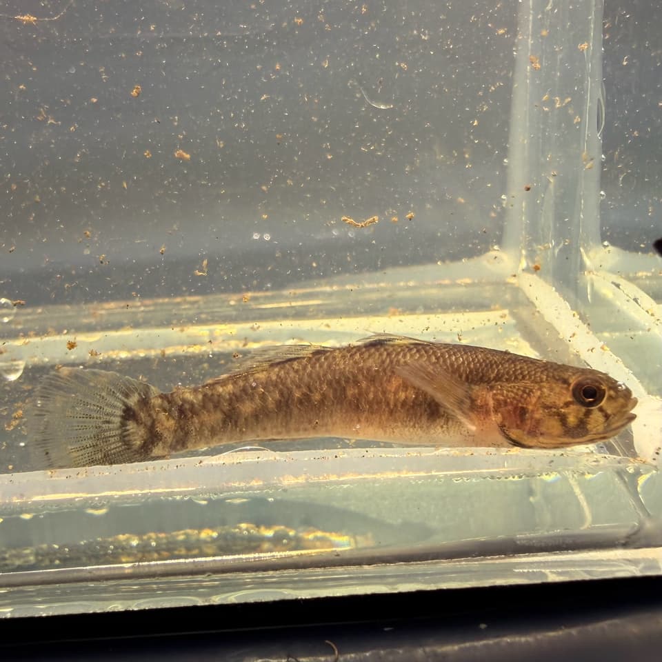 ภาพประกอบของ ปลาบู่ครีบเส้นด้ายป่าชายเลนบู่ (Mugilogobius filifer)