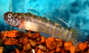 ภาพ ปลาบู่รำไพ (Mugilogobius rambaiae)
