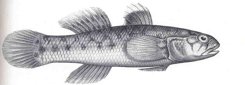 ภาพประกอบของ ปลาบู่ป่าชายเลนบู่ (Mugilogobius stigmaticus)