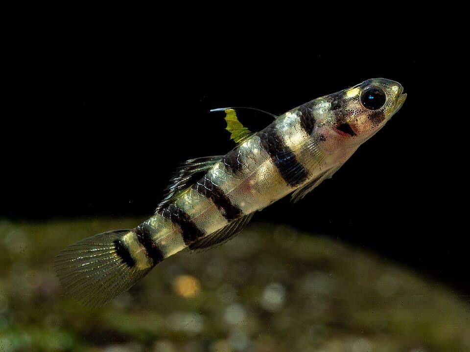 ภาพ ปลาบู่เสือ (Mugilogobius tigrinus)