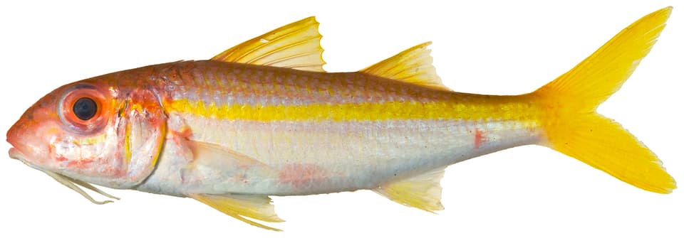 ภาพ ปลาเม็ดขนุน (Mulloidichthys martinicus)