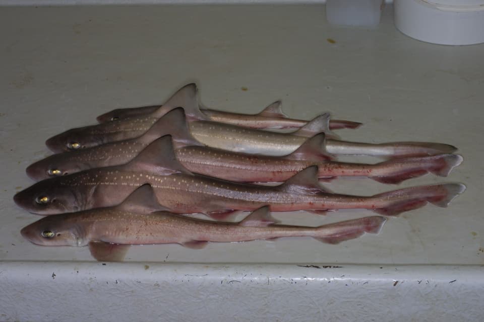 ภาพประกอบของ ปลา asterias (Mustelus asterias)