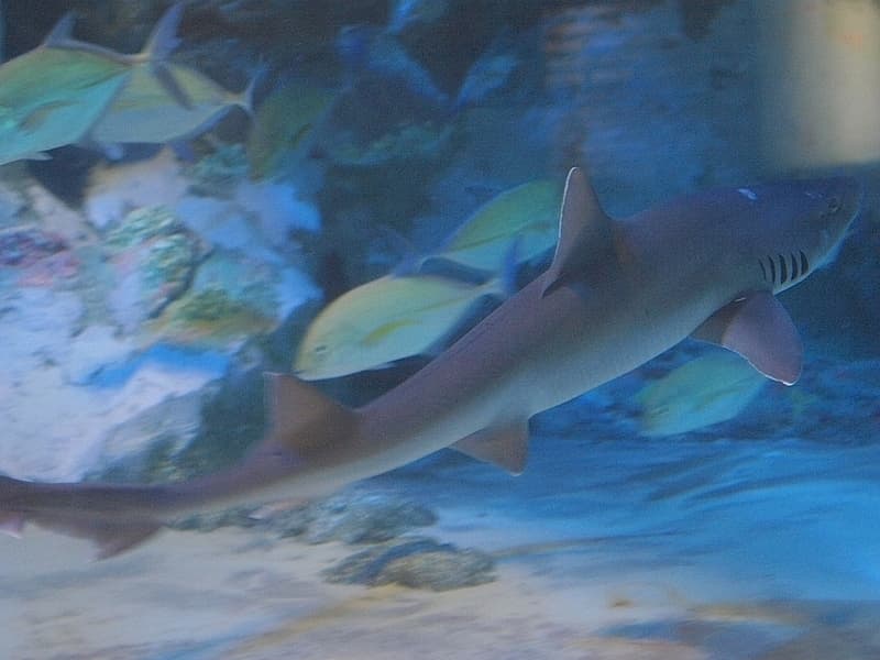 ภาพประกอบของ ปลา griseus (Mustelus griseus)