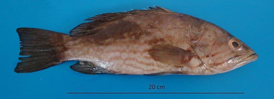 ภาพประกอบของ ปลากะรัง acutirostris (Mycteroperca acutirostris)