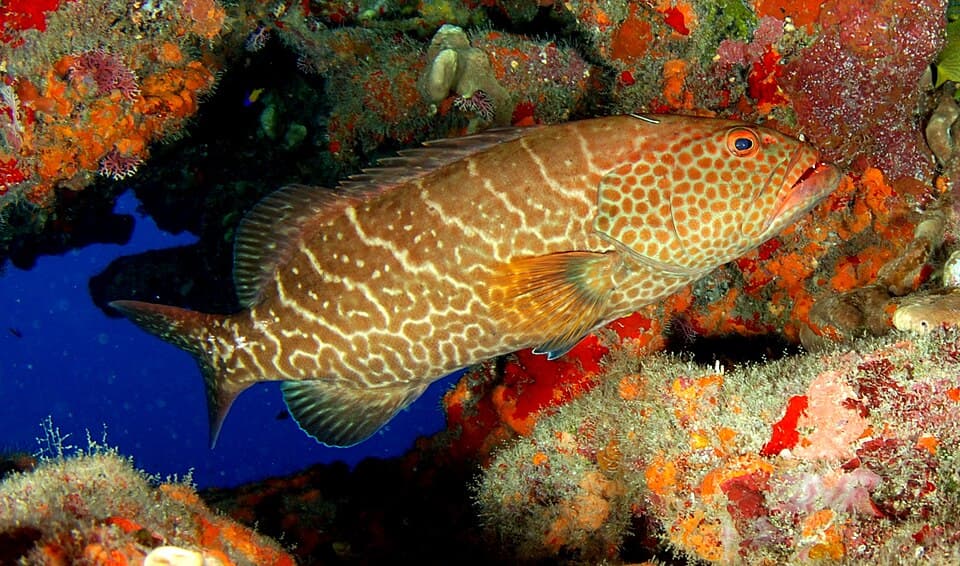 ภาพประกอบของ ปลากะรังดำ (Mycteroperca tigris)