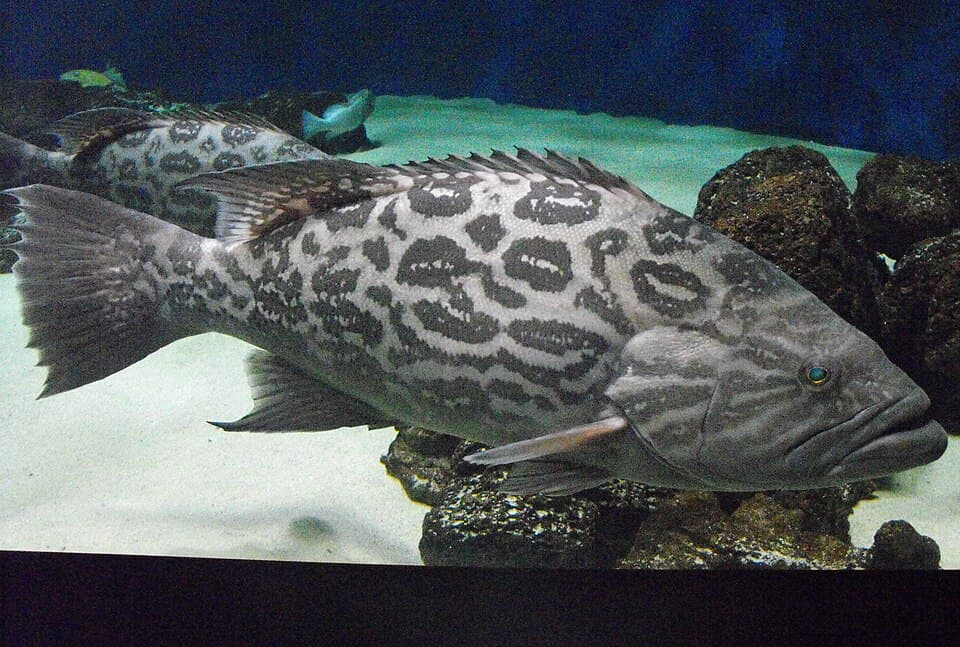 ภาพประกอบของ ปลากะรัง xenarcha (Mycteroperca xenarcha)