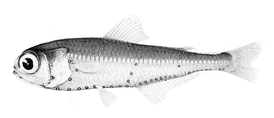 ภาพประกอบของ ปลา nitidulum (Myctophum nitidulum)