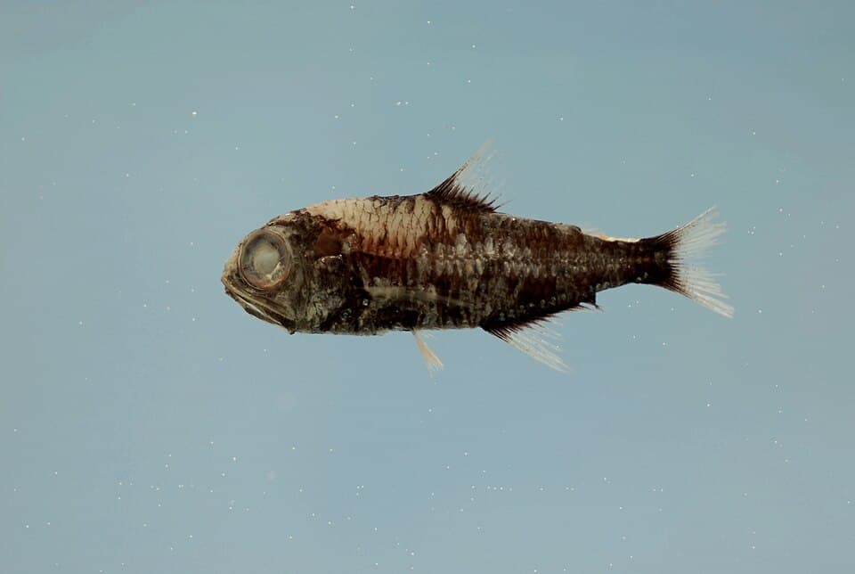 ภาพประกอบของ ปลา selenops (Myctophum selenops)