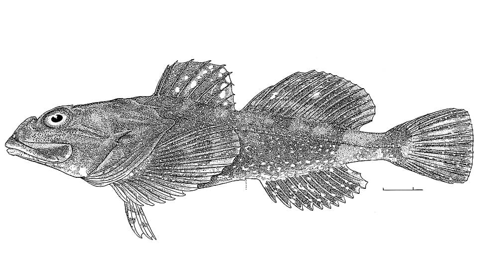 ภาพประกอบของ ปลา brandtii (Myoxocephalus brandtii)