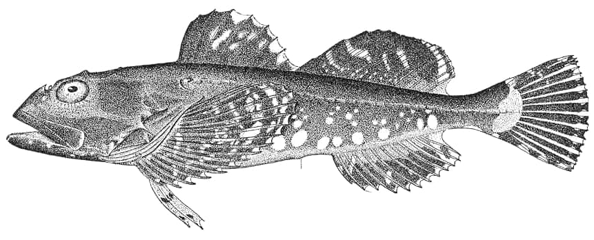 ภาพประกอบของ ปลา niger (Myoxocephalus niger)