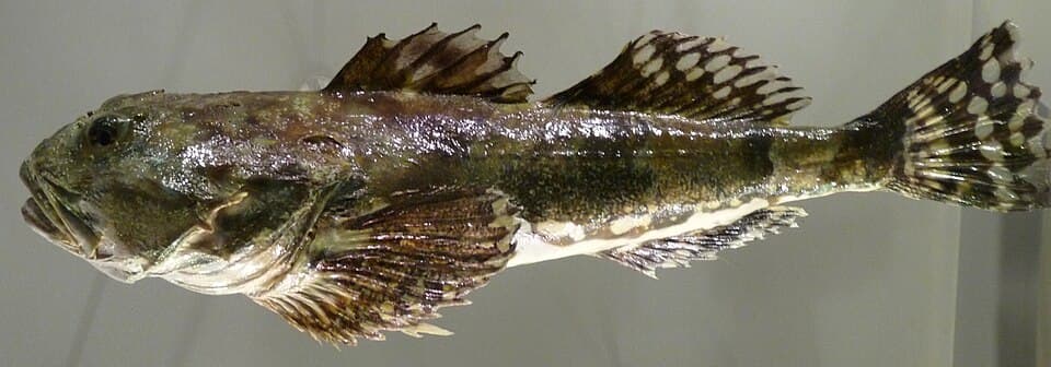 ภาพประกอบของ ปลา stelleri (Myoxocephalus stelleri)