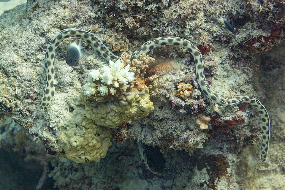 ภาพประกอบของ ปลา maculosus (Myrichthys maculosus)
