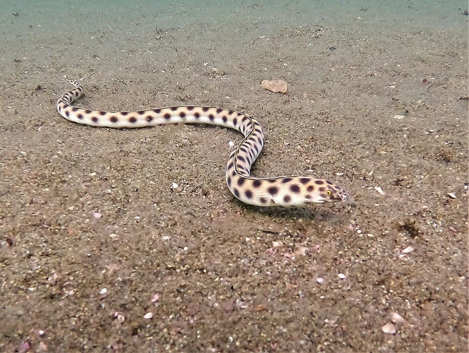ภาพประกอบของ ปลา xysturus (Myrichthys xysturus)