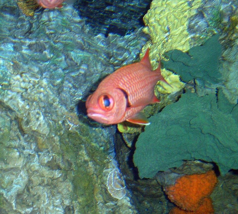 ภาพประกอบของ ปลาข้าวเม่าตาโต berndti (Myripristis berndti)