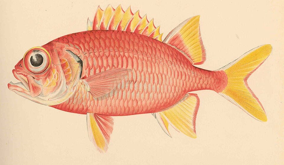 ภาพประกอบของ ปลาข้าวเม่าตาโตทอง (Myripristis chryseres)