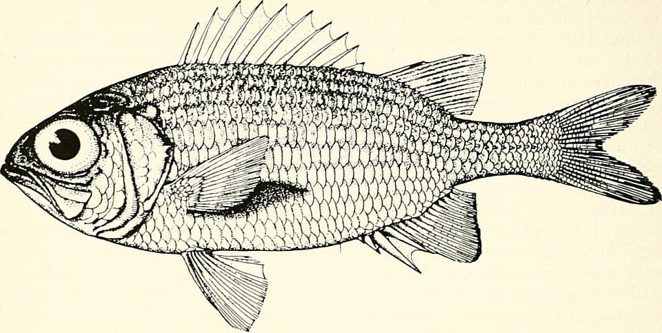 ภาพประกอบของ ปลาข้าวเม่าตาโต clarionensis (Myripristis clarionensis)