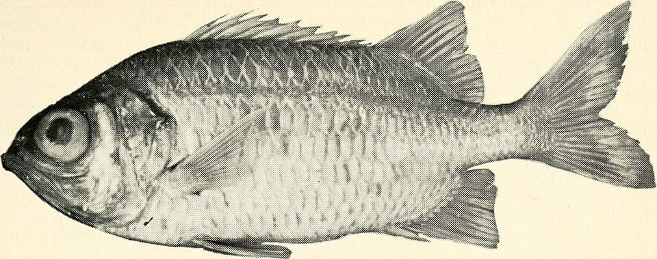 ภาพประกอบของ ปลาข้าวเม่าตาโต gildi (Myripristis gildi)