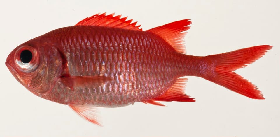 ภาพประกอบของ ปลาข้าวเม่าตาโต tiki (Myripristis tiki)
