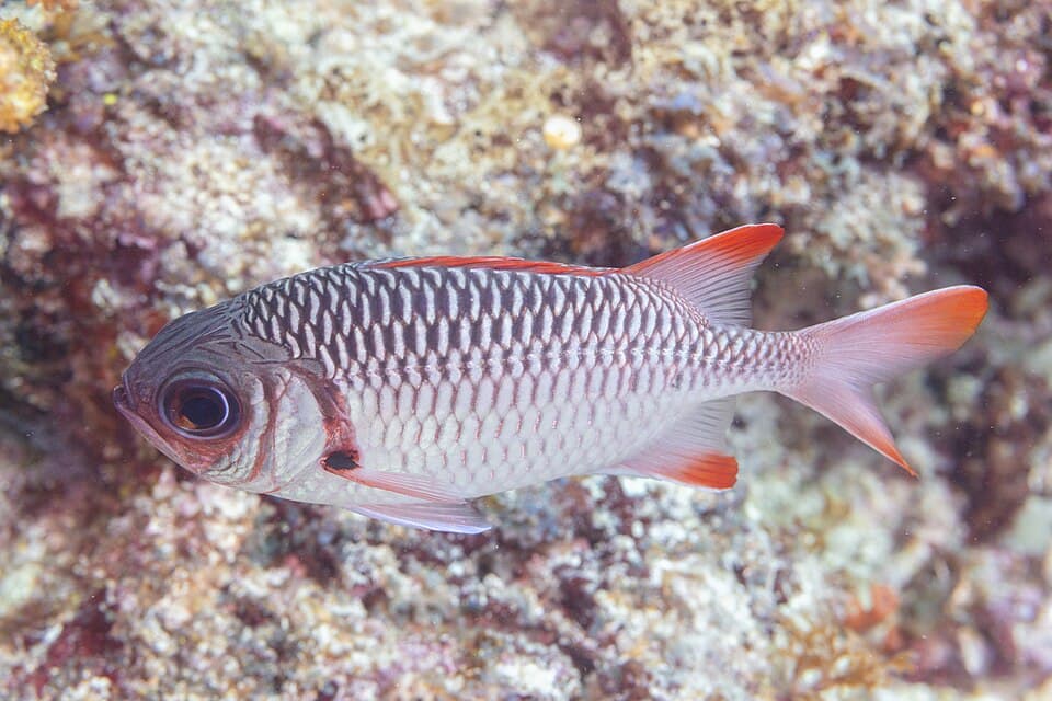ภาพประกอบของ ปลาข้าวเม่าตาโตออสเตรเลีย (Myripristis violacea)