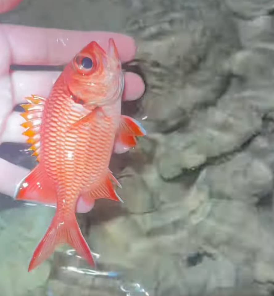 ภาพประกอบของ ปลาข้าวเม่าตาโต vittata (Myripristis vittata)