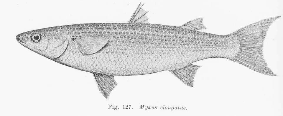 ภาพประกอบของ ปลา elongatus (Myxus elongatus)