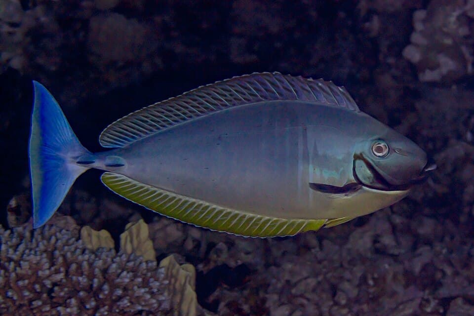 ภาพประกอบของ ปลาขี้ตังเบ็ดจมูกยาวดำ (Naso hexacanthus)