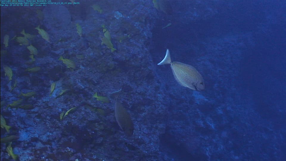 ภาพประกอบของ ปลาขี้ตังเบ็ดจมูกยาว maculatus (Naso maculatus)