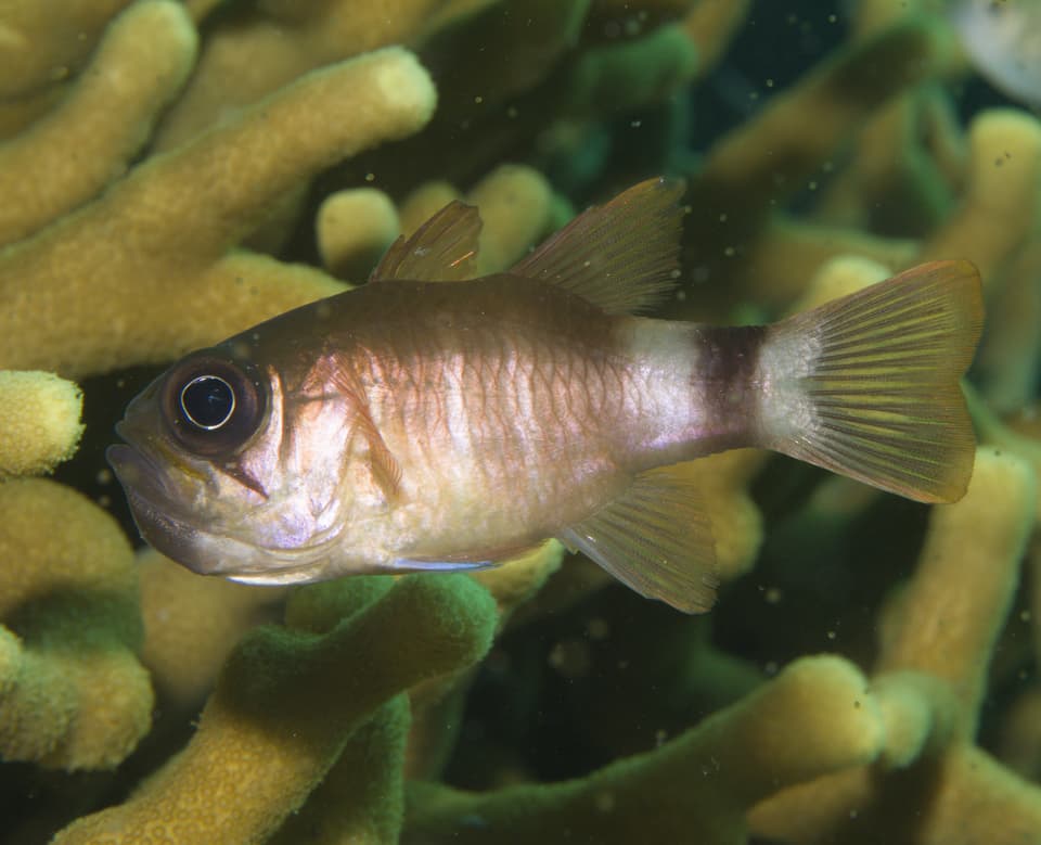 ภาพประกอบของ ปลาอมไข่ viria (Nectamia viria)