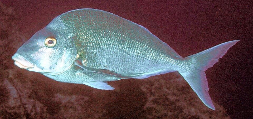 ภาพประกอบของ ปลา douglasii (Nemadactylus douglasii)