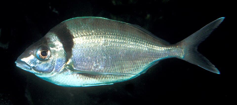 ภาพประกอบของ ปลา macropterus (Nemadactylus macropterus)