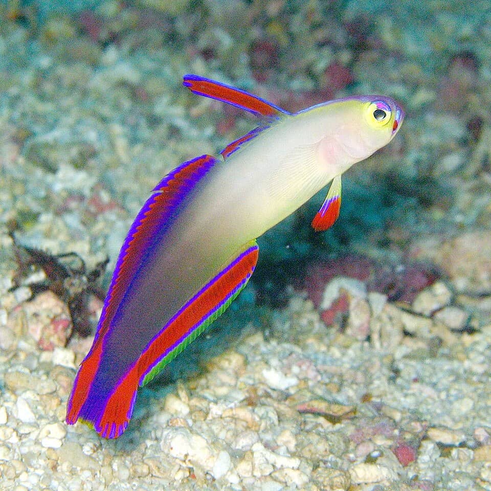 ภาพประกอบของ ปลาบู่ไฟม่วง (Nemateleotris decora)