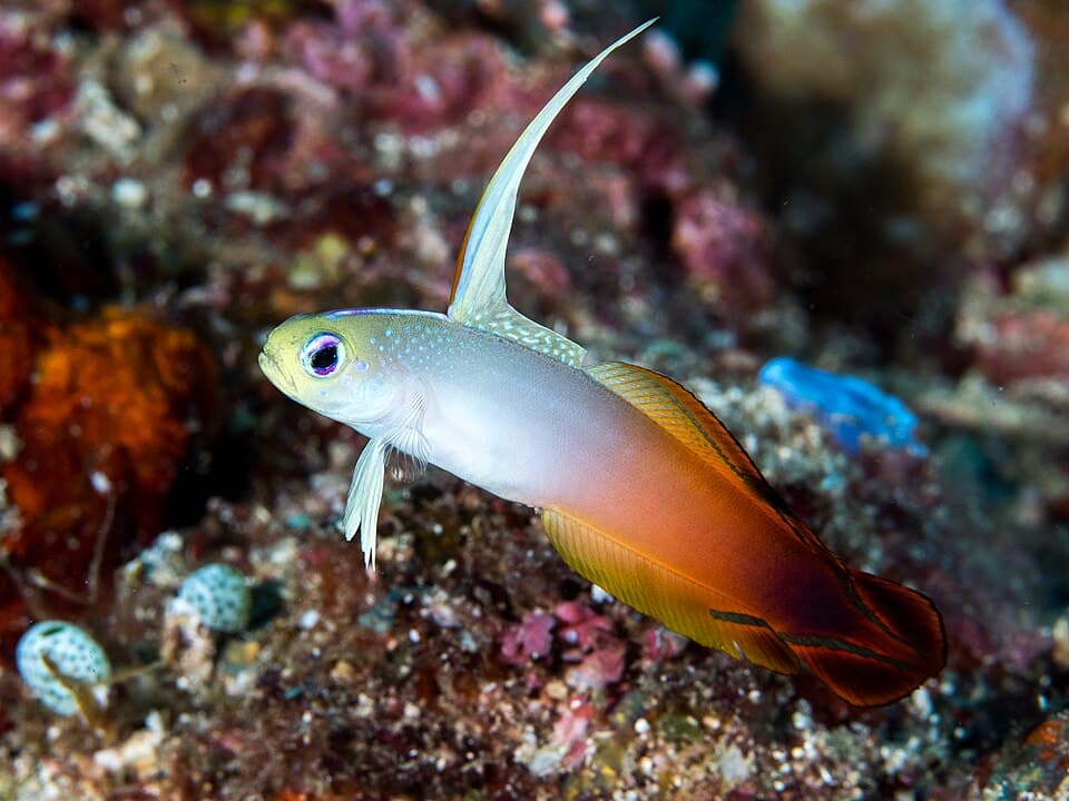 ภาพ ปลาบู่ไฟ (ไฟร์ฟิช) (Nemateleotris magnifica)