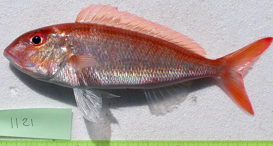 ภาพประกอบของ ปลา furcosus (Nemipterus furcosus)