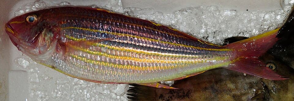 ภาพประกอบของ ปลา tambuloides (Nemipterus tambuloides)
