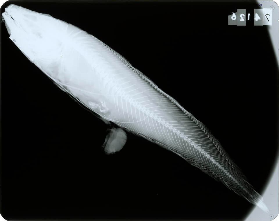ภาพประกอบของ ปลา longipes (Neobythites longipes)