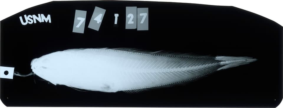 ภาพประกอบของ ปลา unimaculatus (Neobythites unimaculatus)