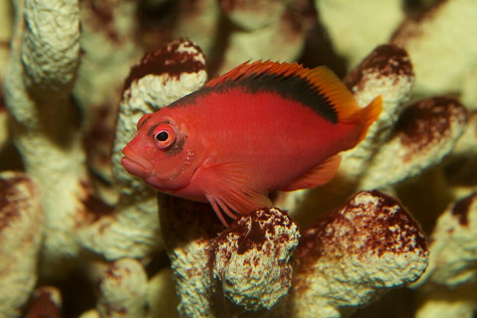 ภาพประกอบของ ปลาเหยี่ยวแดงปะการัง (Neocirrhites armatus)