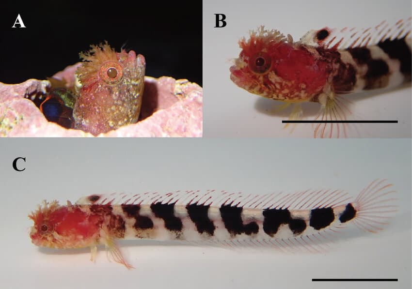 ภาพประกอบของ ปลา lacunicola (Neoclinus lacunicola)