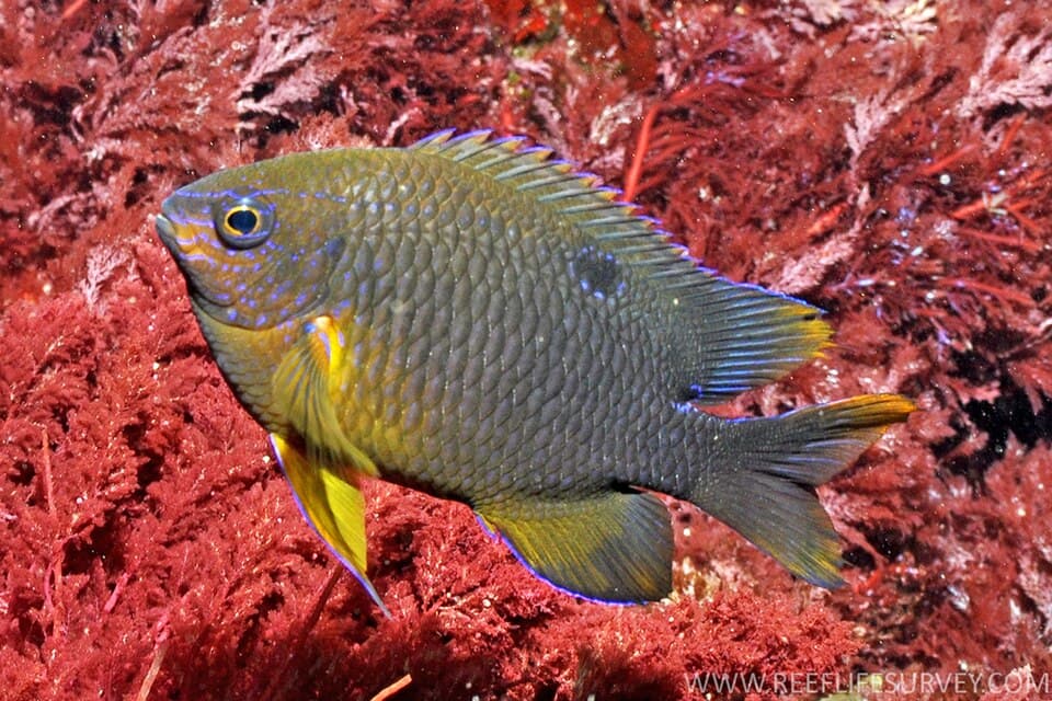 ภาพประกอบของ ปลาสลิดหิน polyacanthus (Neoglyphidodon polyacanthus)