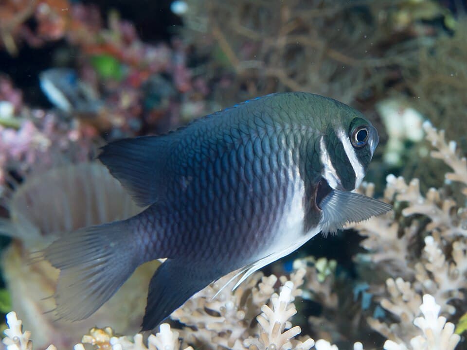 ภาพประกอบของ ปลาสลิดหิน thoracotaeniatus (Neoglyphidodon thoracotaeniatus)